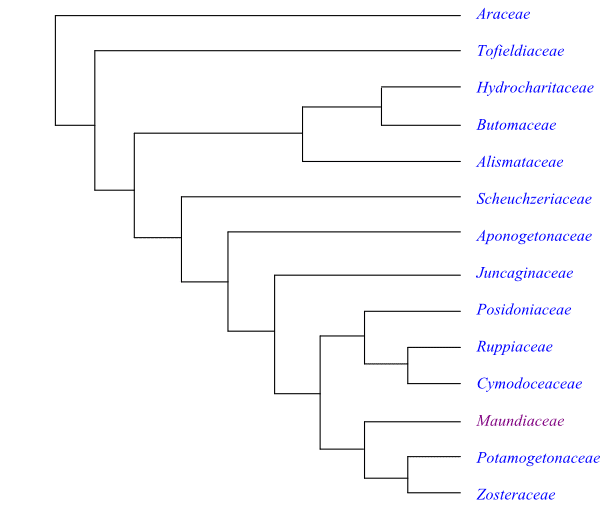 Alismatales ALISMATALES Dumortier Main Tree Synapomorphies
