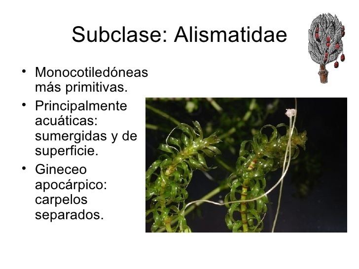 Alismatidae Familia Pinaceae y Subclase Alismatidae