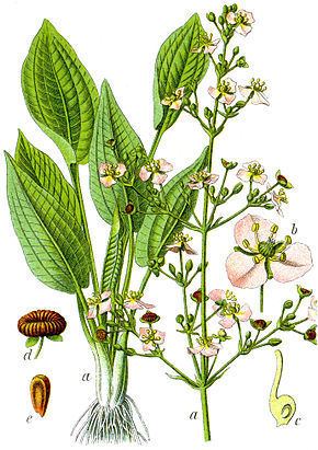 Alismatidae Alismatidae Wikipdia
