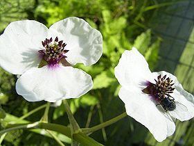 Alismatidae httpsuploadwikimediaorgwikipediacommonsthu