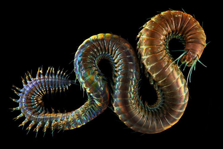 Alitta virens Science Visualized The Nereid Worm Alitta virens Photography by