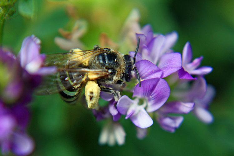 Alkali bee Alkali bees face death by highway Honey Bee Suite