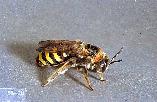 Alkali bee Alkali Bee Nomia melanderi Pests Pacific Northwest Pest