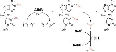 AlkB Oxidative demethylation of DNA by AlkB coupled with FDH Openi