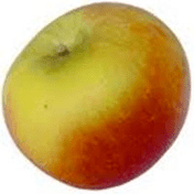Alkmene (apple) wwwsaltspringapplecompanycomimgapplealkmenepng