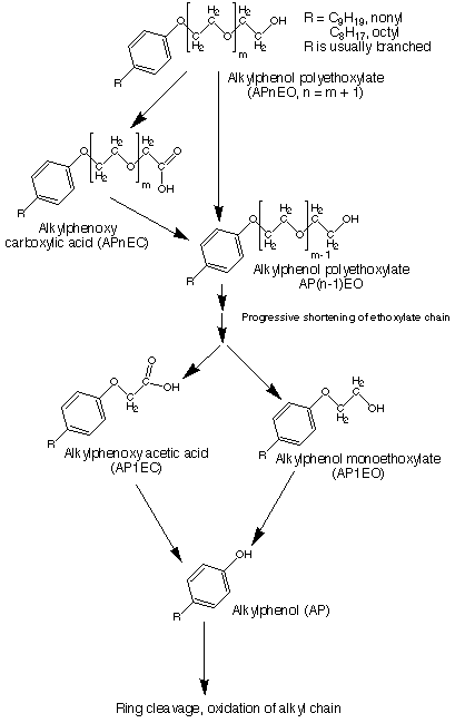 Alkylphenol Alkylphenolic compounds In depth