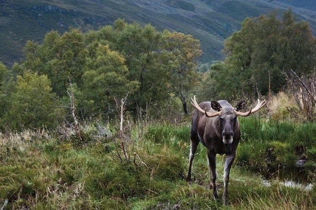 Alladale Wilderness Reserve Where to stay in the Highlands The Scottish Highlands Cond Nast