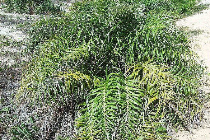 Allagoptera Allagoptera arenaria Palmpedia Palm Grower39s Guide