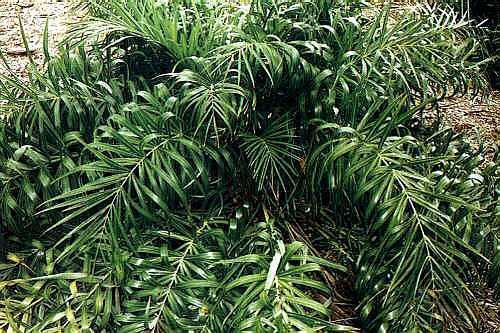 Allagoptera arenaria Allagoptera arenaria Palmpedia Palm Grower39s Guide
