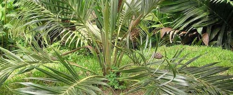 Allagoptera arenaria Sea Palm Dwarf Palm Restinga Palm Allagoptera arenaria