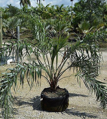 Allagoptera Allagoptera arenaria Palmpedia Palm Grower39s Guide