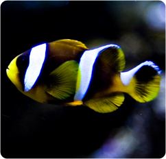 Allard's clownfish Allard39s Anemonefish Allard39s Clownfish Amphiprion allardi