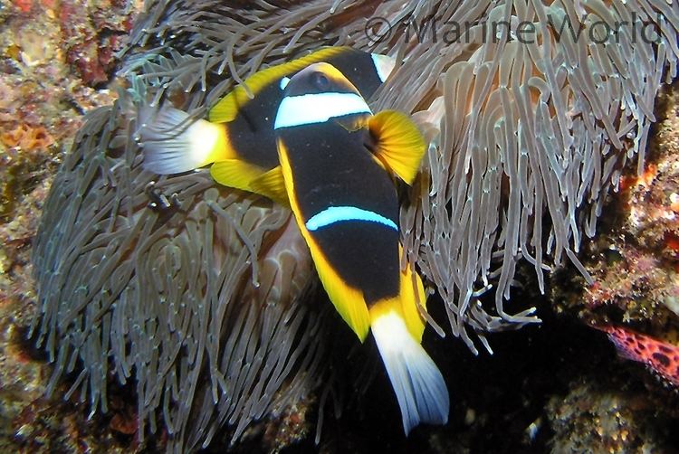 Allard's clownfish Allard39s Clownfish Amphiprion Allardi MarineWorld