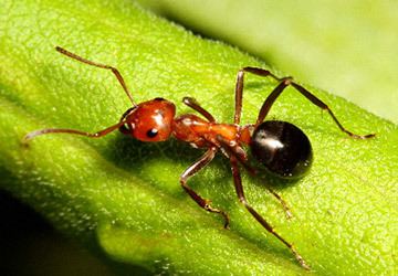 Allegheny mound ant - Alchetron, The Free Social Encyclopedia