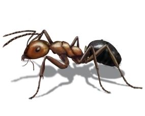 Allegheny mound ant cdnorkincomimagesantsalleghenymoundant285