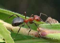 Allegheny mound ant 195Beneficial Insect Series 1 Allegheny Mound Ant Cooperative