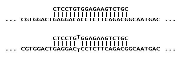 Allele-specific oligonucleotide