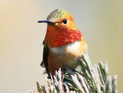 Allen's hummingbird httpswwwallaboutbirdsorgguidePHOTOLARGEal