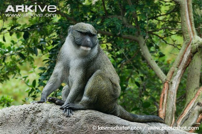 Allen's swamp monkey Allen39s swamp monkey videos photos and facts Allenopithecus