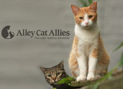 Alley Cat Allies Alley Cat Allies Teal Cat Project
