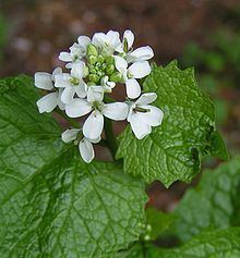 Alliaria petiolata httpsuploadwikimediaorgwikipediacommonsthu