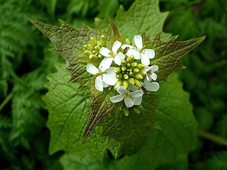 Alliaria petiolata Garlic Mustard Alliaria petiolata NatureSpot