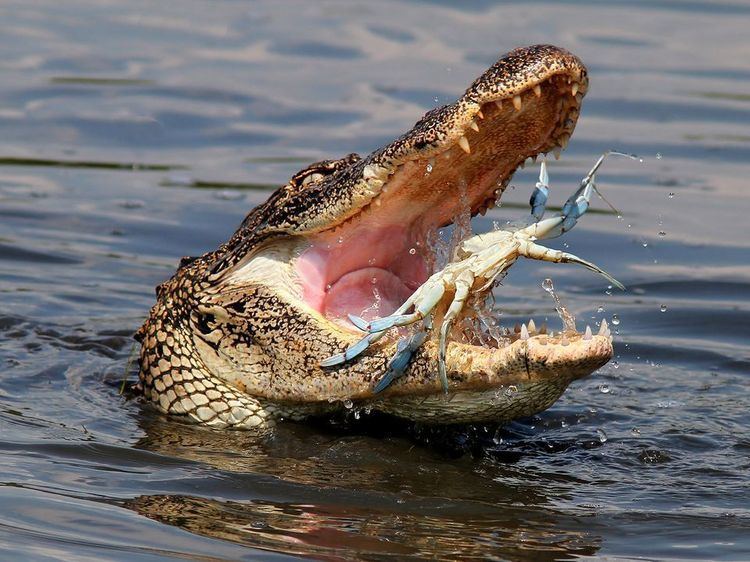 Alligator American Alligators American Alligator Pictures American Alligator