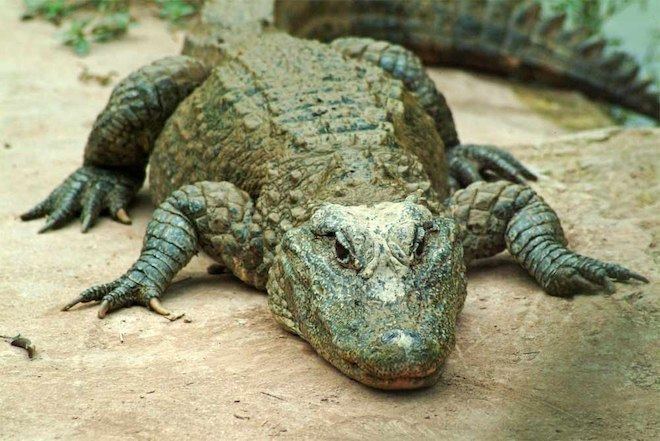 Alligator Alligators vs Crocodiles Photos Reveal Who39s Who