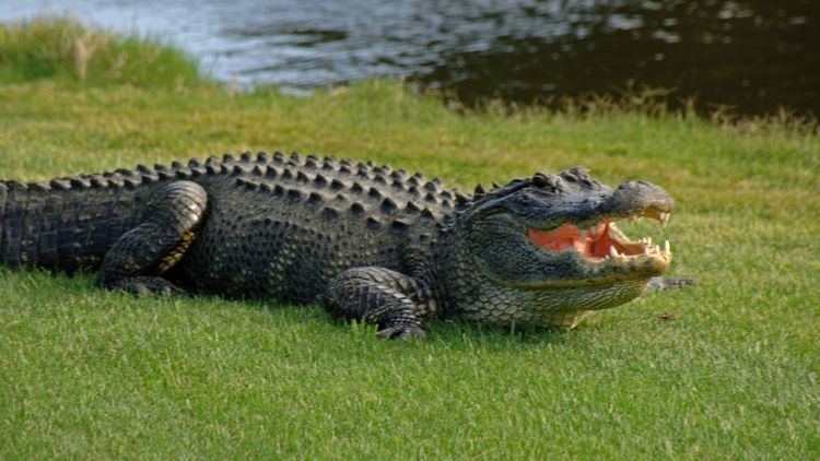 Alligator Florida man rapes alligator gets arrested
