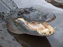 Alligator Alligator Wikipedia