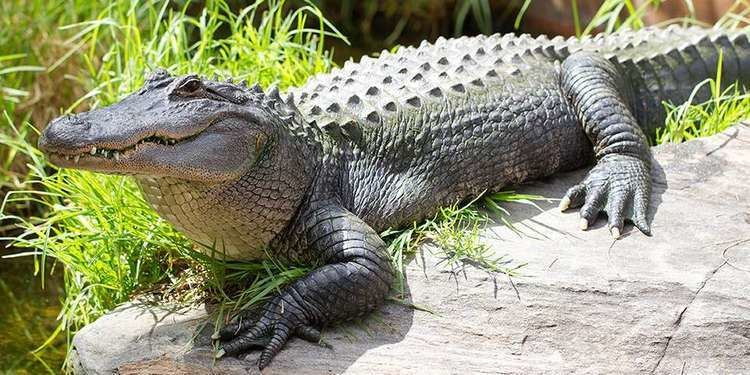 Alligator American Alligator Adelaide Zoo