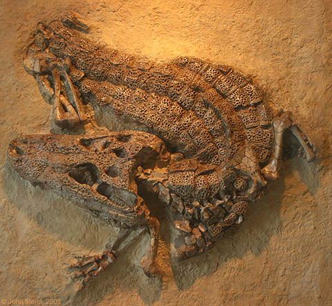 Alligator prenasalis Specimens