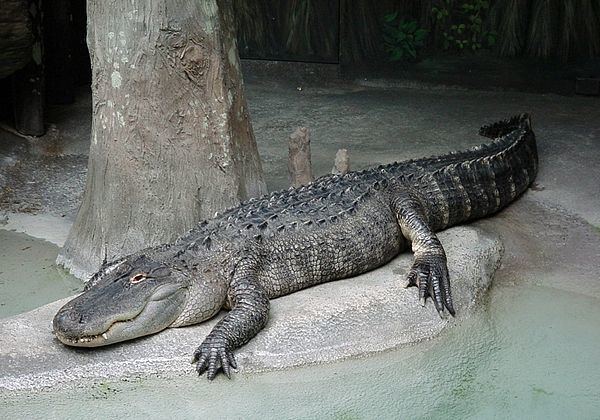 Alligator prenasalis Echte Alligatoren Wikiwand