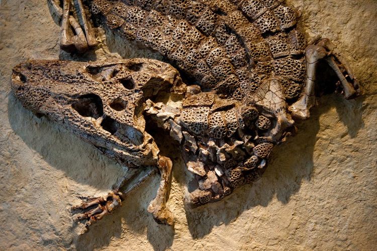 Alligator prenasalis Alligator prenasalis Oligocene 31 Million Years Ago elrina753