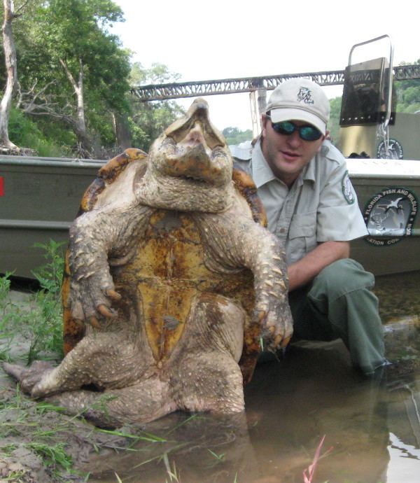 Alligator snapping turtle Alligator Snapping Turtles the Dinosaurs of the Turtle World Are