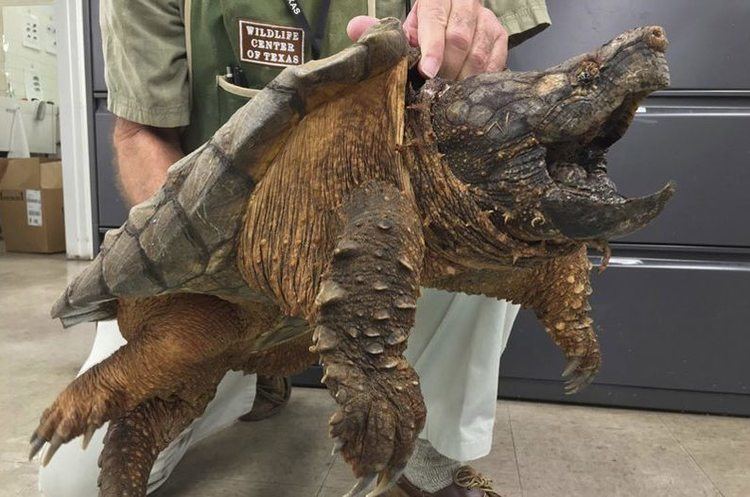 Alligator snapping turtle Massive Alligator Snapping Turtle Rescued From Pipe in Houston