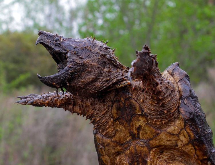 Alligator snapping turtle Solution for Rare Alligator Snapping Turtles Found The Fisheries Blog