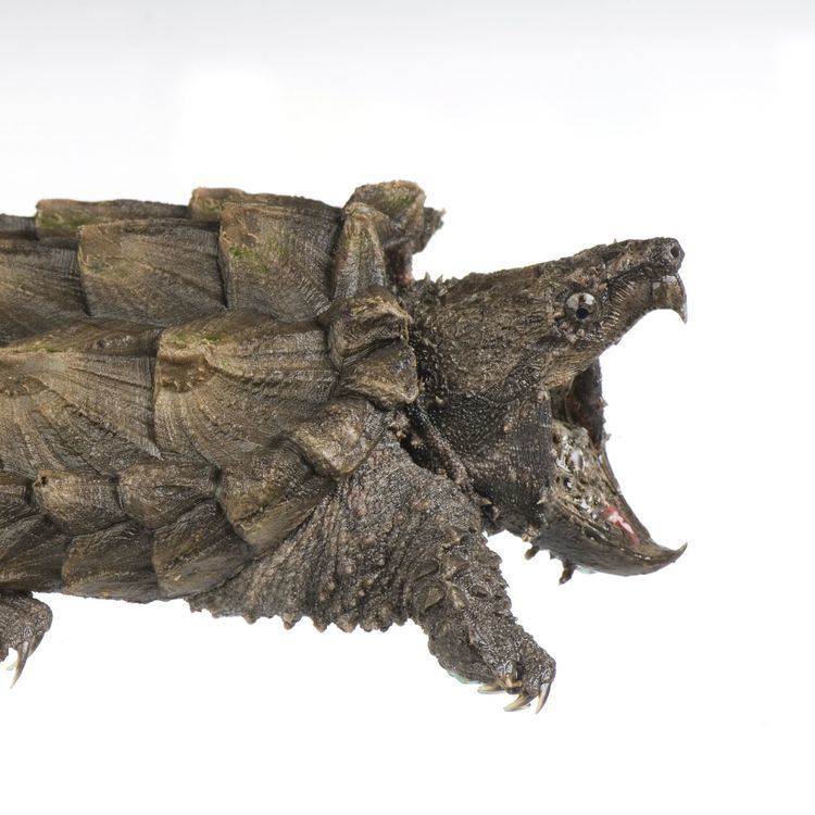 Alligator snapping turtle Alligator Snapping Turtle National Geographic