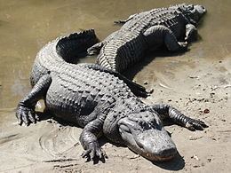 Alligatoroidea httpsuploadwikimediaorgwikipediacommonsthu
