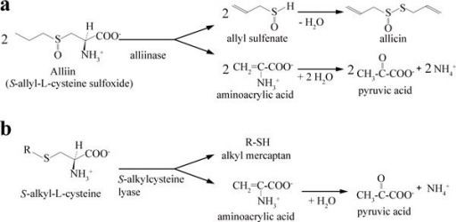 Alliinase Reactions of alliinase a and Salkylcyteine lyase b Openi