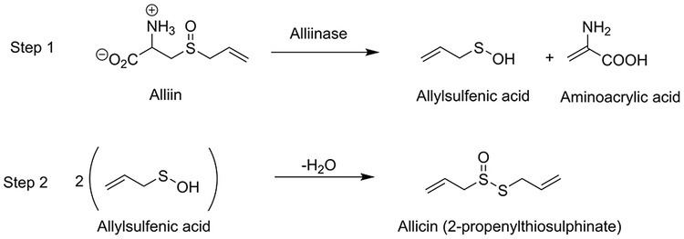Alliinase Chemical structure of allicin and mechanism of formation from alliin