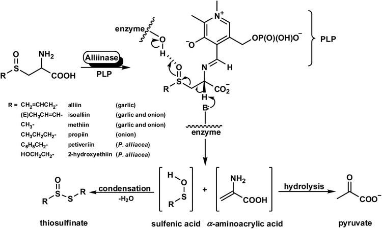 Alliinase Studies of a Novel Cysteine Sulfoxide Lyase from Petiveria alliacea