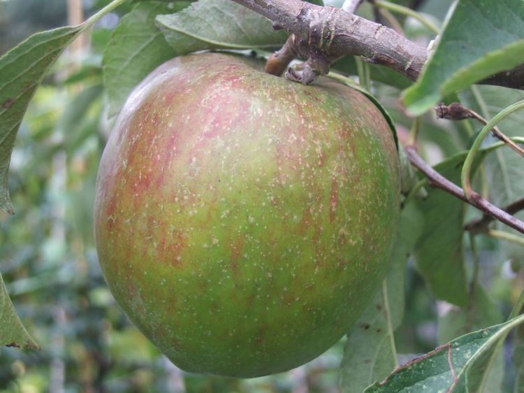 Allington Pippin Allington Pippin Apple botanicaplantnurserycouk
