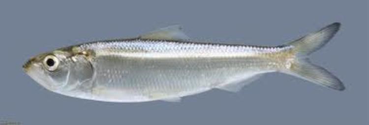 Allis shad Allis Shad Information and Picture Sea Animals