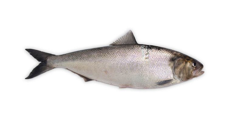 Allis shad Allis Shad Fish Facts Information amp Pictures