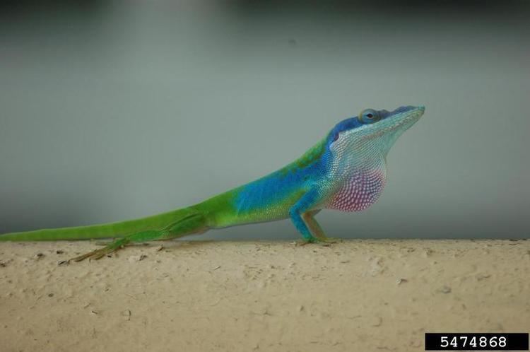 Allison's anole Allison39s anole Anolis allisoni Squamata Polychrotidae 5474868