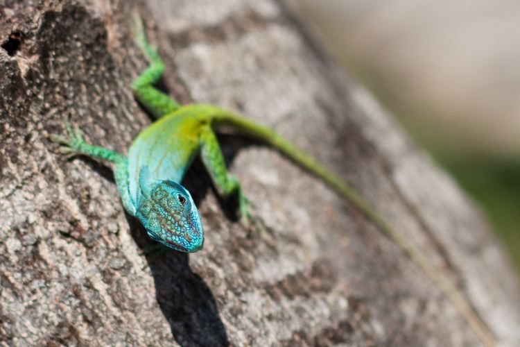 Allison's anole FileCurious Allison39s anolejpg Wikimedia Commons