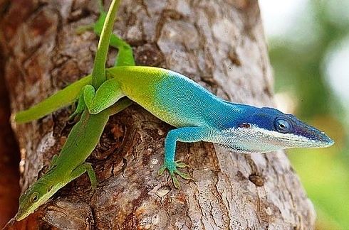 Allison's anole Native to Cuba Honduras and Belize the Allison39s anole resembles