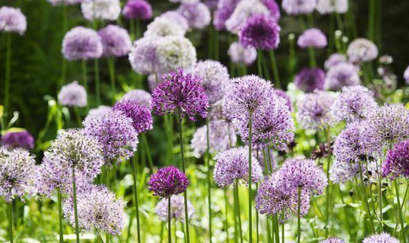 Allium Alan Titchmarsh39s tips on growing allium in your garden Garden