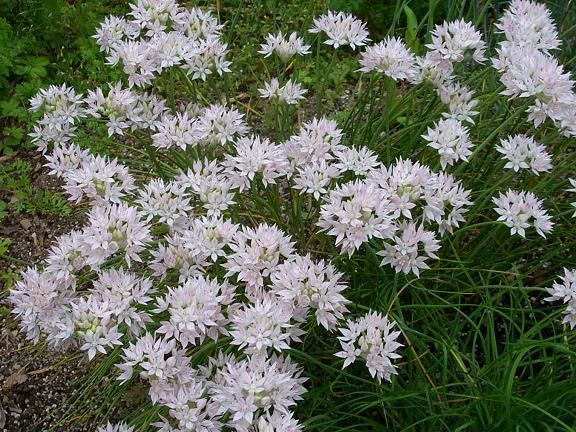 Allium amplectens Pacific Bulb Society American Alliums AB